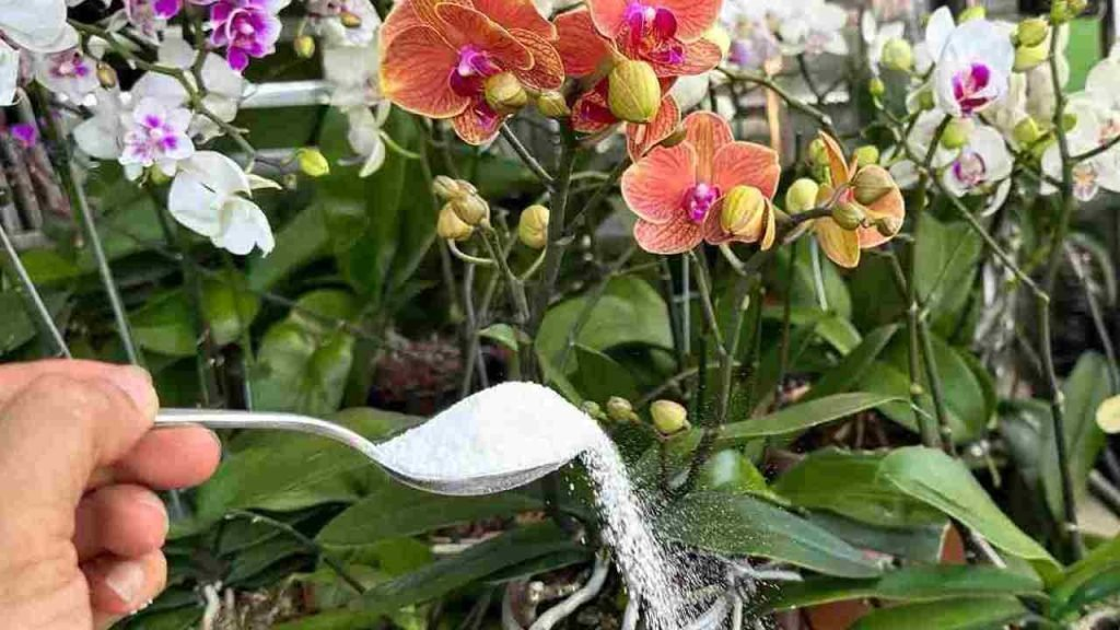 Con este ingrediente tendrás raíces fuertes y flores abundantes