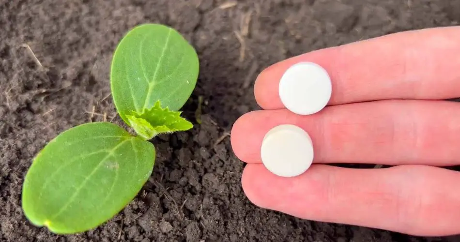 Con este método incluso las verduras marchitas crecerán y no se enfermarán.