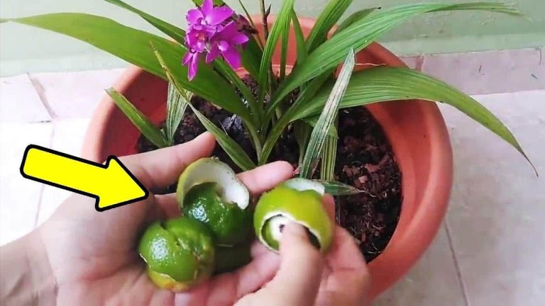 Con este movimiento eliminarás todas las plagas de tus plantas – los jardineros lo hacen así