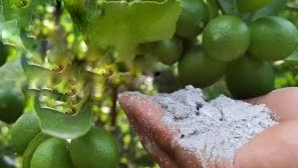 Con este polvo tendrás una cosecha excepcional: el vecindario querrá conocer el secreto