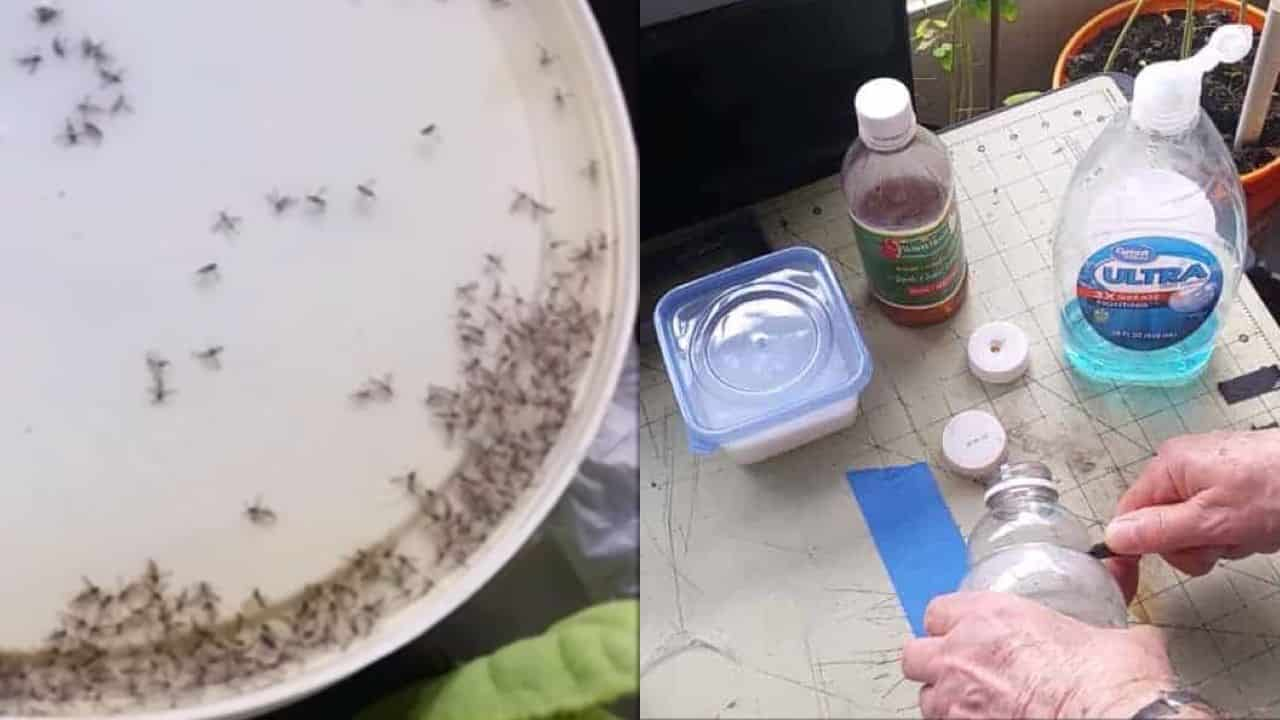 Con estos 4 objetos que tienes en tu cocina, podrás decir adiós a los mosquitos: desaparecerán