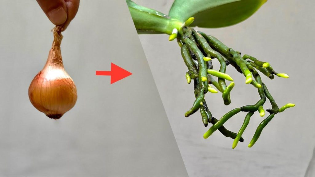 Con solo una cebolla, tu orquídea crecerá con raíces fuertes y una avalancha de flores