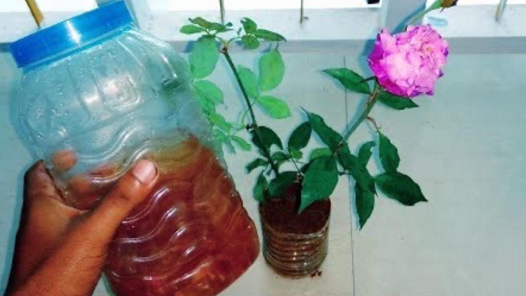 Con una taza de este ingrediente al mes tendrás plantas exuberantes durante 365 días