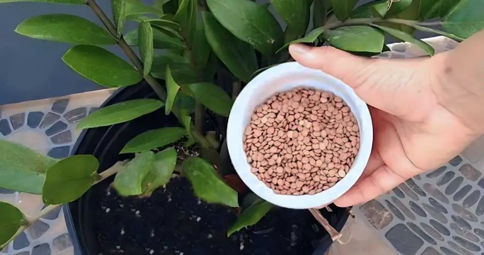 Con una taza de este ingrediente, cada planta revive al instante