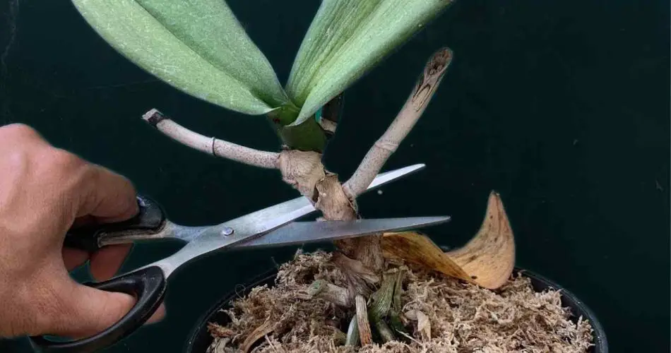 Corta el tallo de la orquídea, el resultado te sorprenderá: lo que sucede 24 horas después