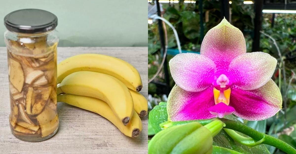 Corta los plátanos y ponlos en un frasco con agua. La bebida líquida hace crecer orquídeas y otras plantas un 180 %.