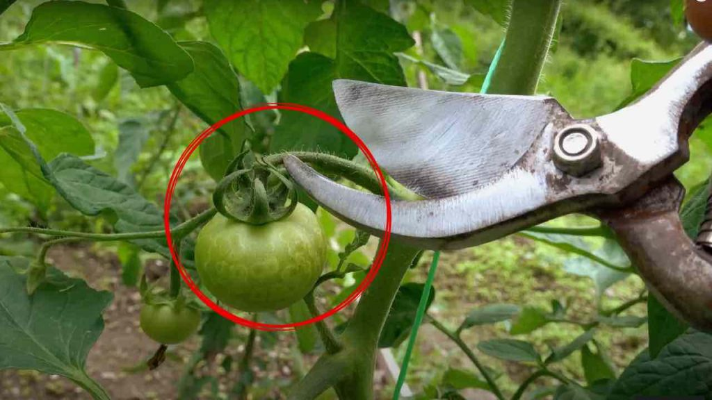 Cortar los tomates, nunca cometas este error: se pudren en pocos días