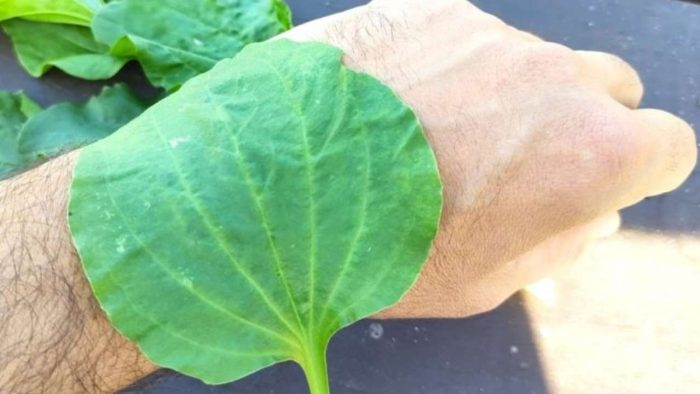 Crece a nuestro alrededor, lo pisamos siempre, pero ignoramos sus beneficios