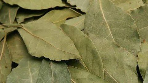 Cuatro efectos sorprendentes de quemar hojas de laurel en casa