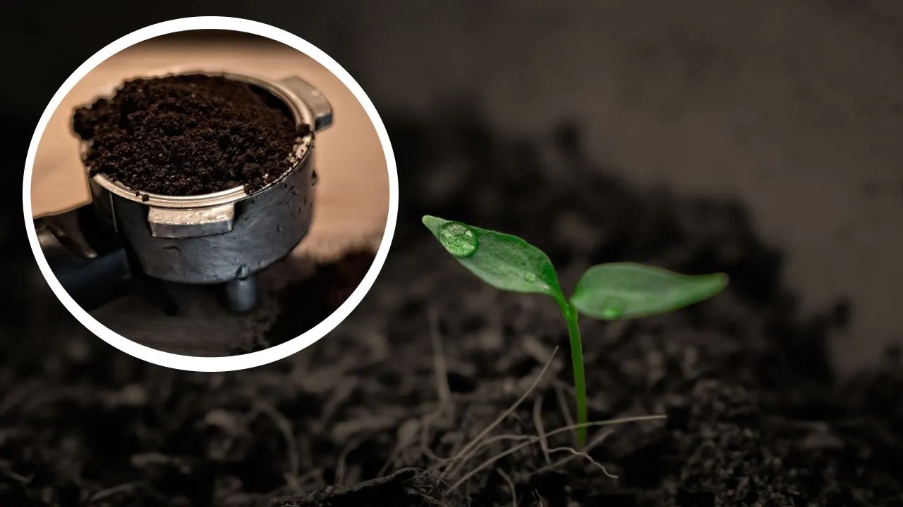 Cuidado con el fertilizante de café: cómo usarlo y en qué plantas NO aplicarlo