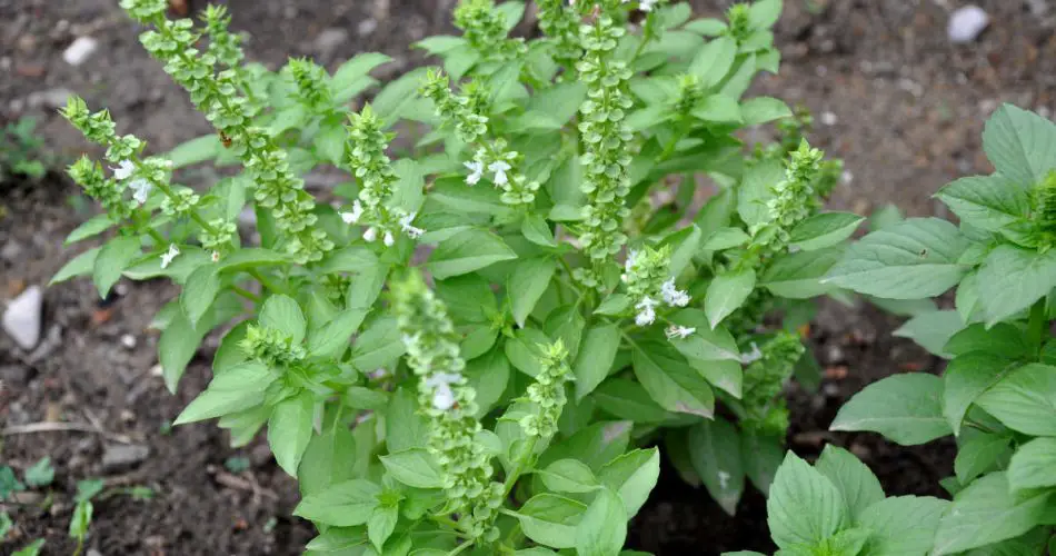 Cultiva estas flores cerca de la albahaca y verás los resultados! Nadie lo sabía