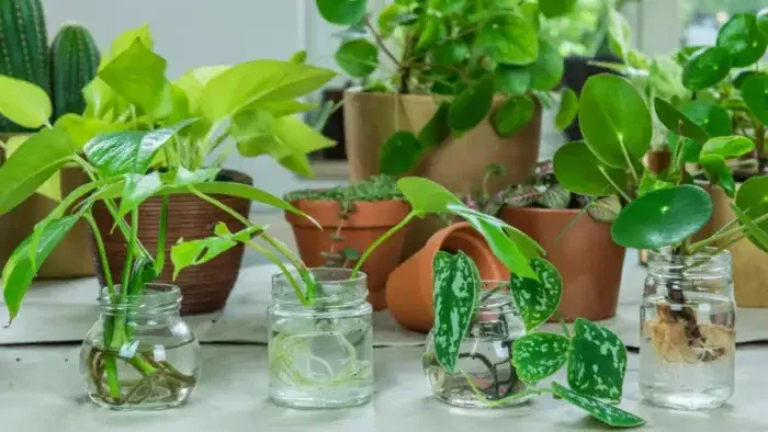 Cultivar hierbas aromáticas en agua: una guía eficaz para espacios pequeños