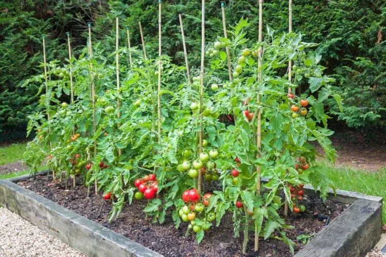 Cultivo de tomates con estacas: ¡El porqué y el cómo!
