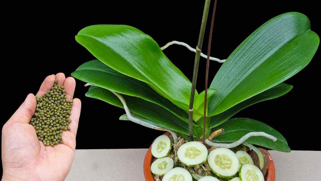 Da este paso y cada flor volverá a la vida: las verás abundantes durante 3 años