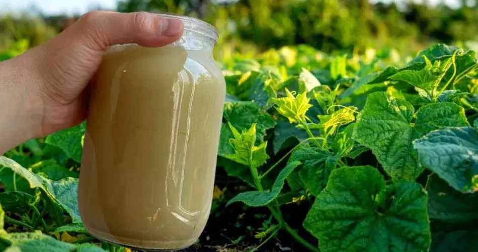 Dale un litro a los pepinos y el jardín nunca volverá a ser el mismo: resultados únicos