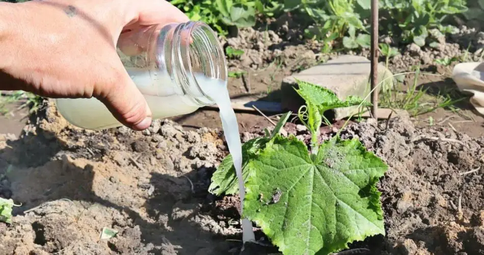 De ahora en adelante, solo regarás tus pepinos con esto: Con este ingrediente secreto, tendrás una doble cosecha
