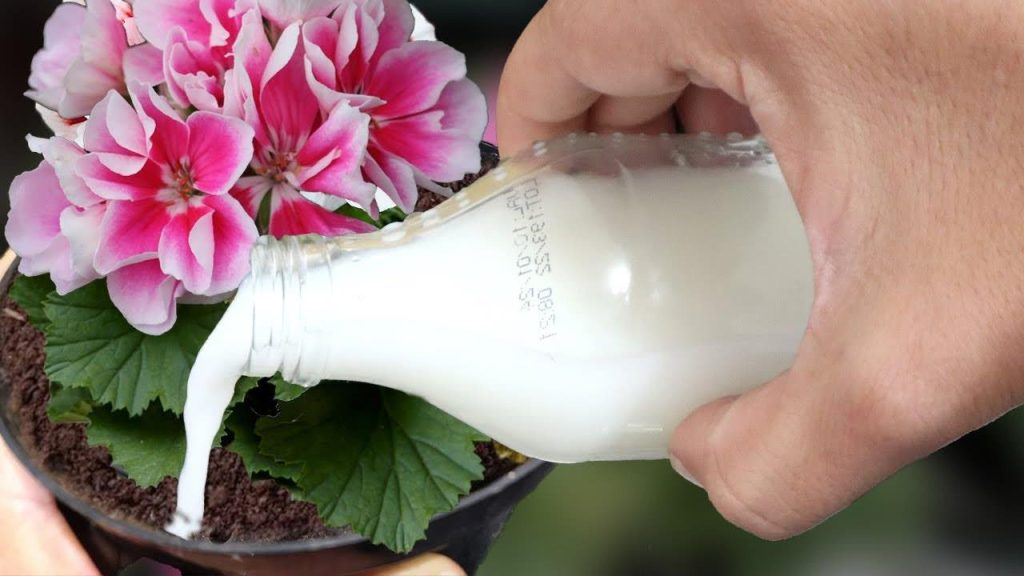 Debe aplicar esta agua si quiere hacer florecer una planta muy rápidamente