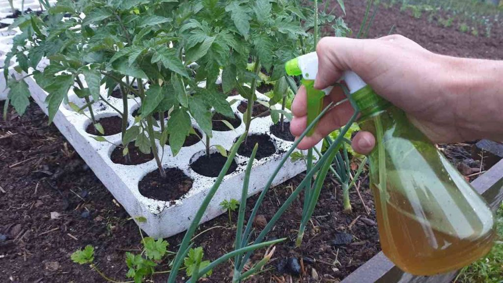 Debe hacer esto con las plántulas antes de plantarlas al aire libre – Los jardineros hacen esto