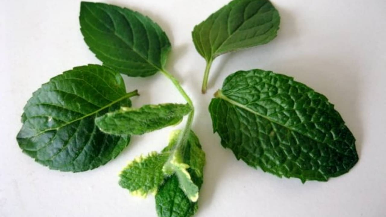 Deja 5 hojas de menta en la ventana antes de dormir: aquí está la razón