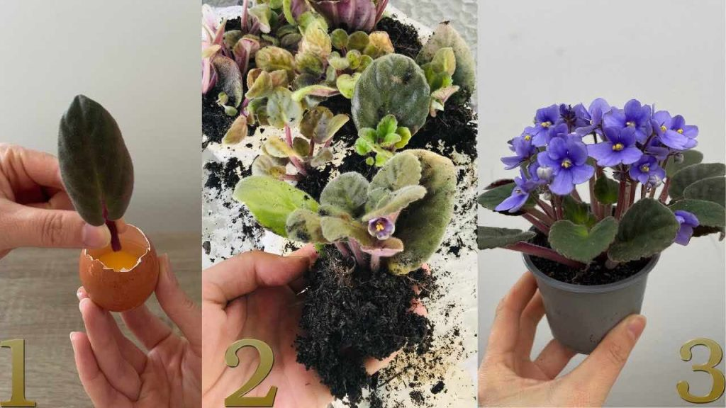 Deja una hoja violeta dentro del huevo, segundos después ocurre lo inesperado