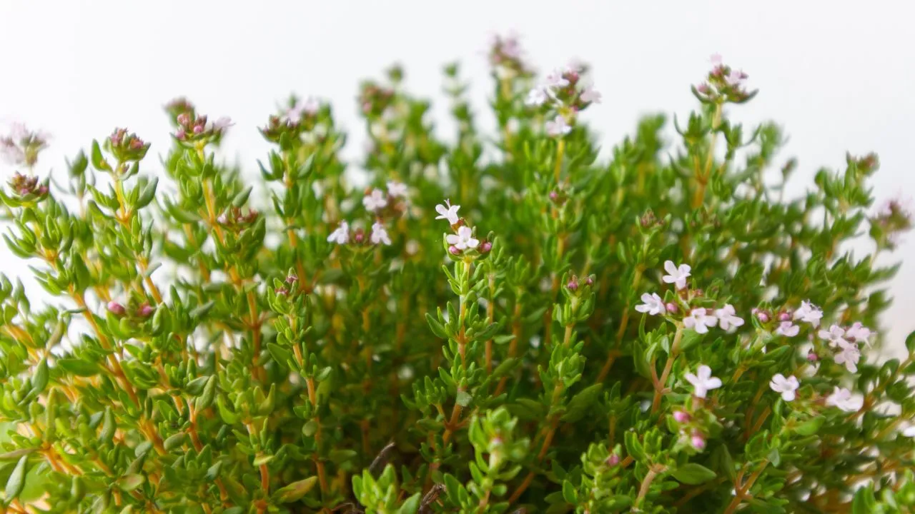 Descubra cómo cultivar plantas de tomillo en maceta para que nunca falten en su cocina
