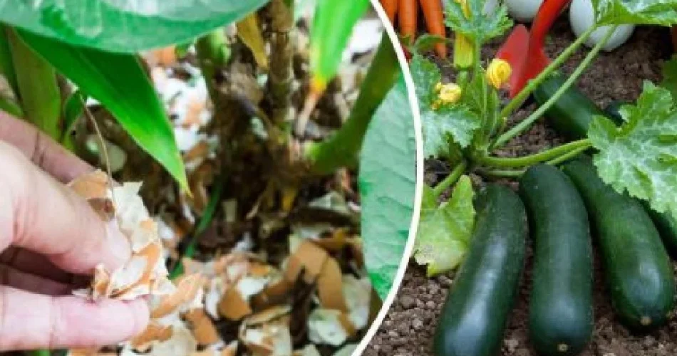 Desde que la uso, ¡mi jardín ha dado frutos espectaculares de esta manera! El antiguo remedio que nunca falla