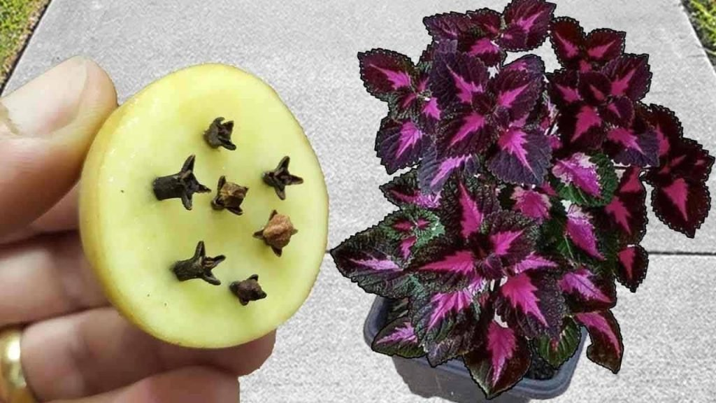 Después de descubrir este fertilizante natural, ya no lo comprarás en la tienda