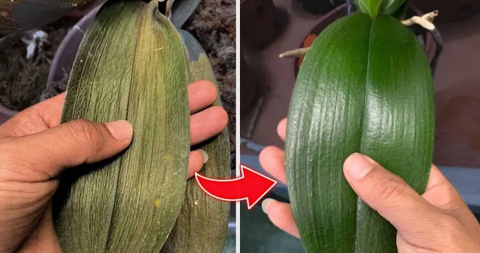 Después de rociar esta agua, verás cómo la orquídea deja de marchitarse.