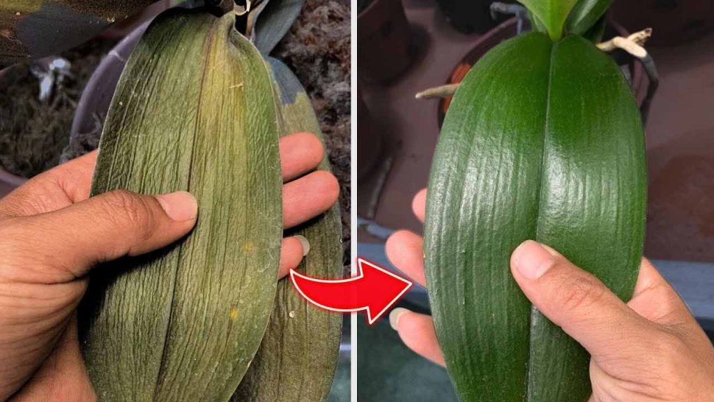 Después de rociar esta agua, verás cómo la orquídea deja de marchitarse