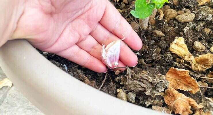 Diente de ajo en plantas, el secreto impensable de todo jardinero: solo unos pocos lo saben