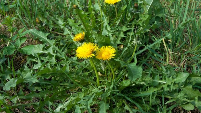 Diente de león: el diente de león es más que una simple mala hierba