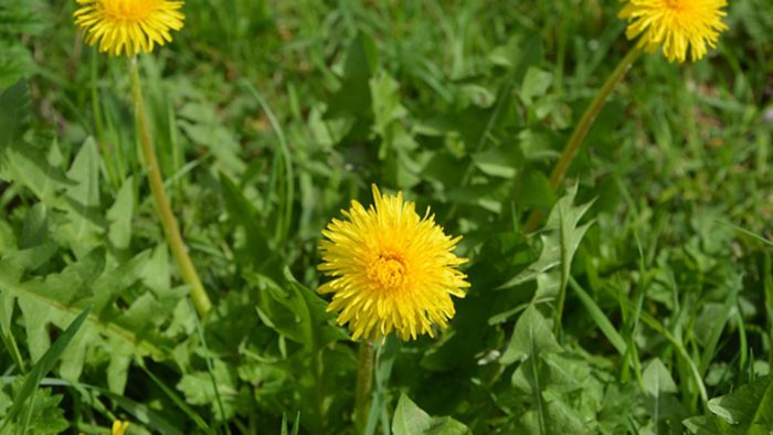 Diente de león: un tesoro oculto de la naturaleza y sus múltiples beneficios