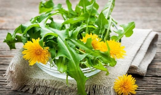 Diente de león: una planta con múltiples beneficios