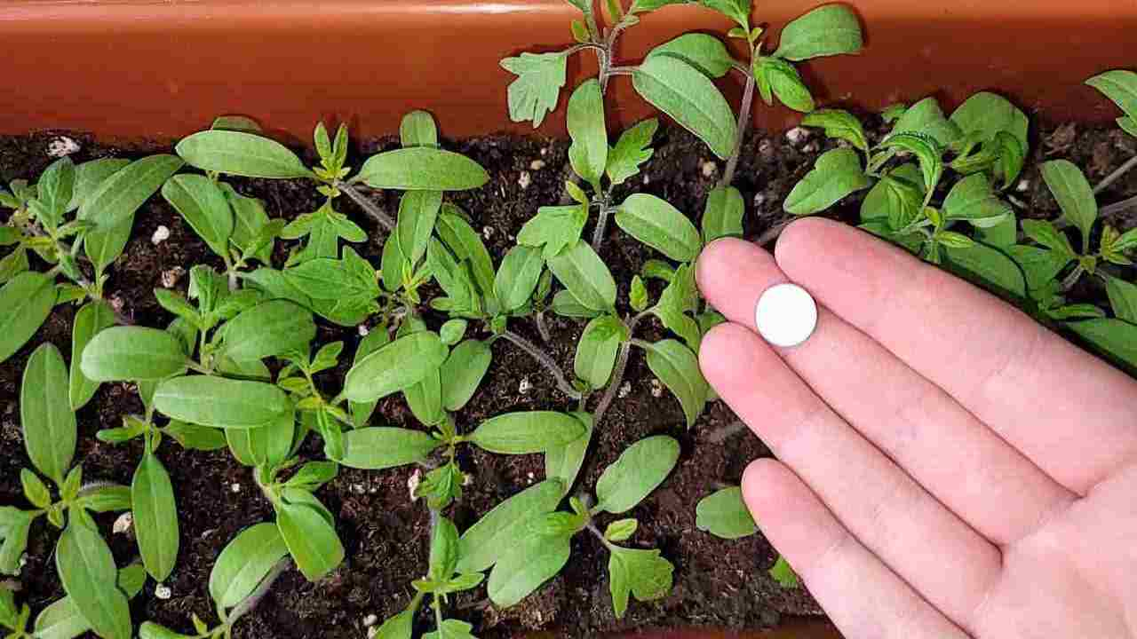 Done una súper cosecha, entiérrela en todas las plantas del jardín y verá los resultados