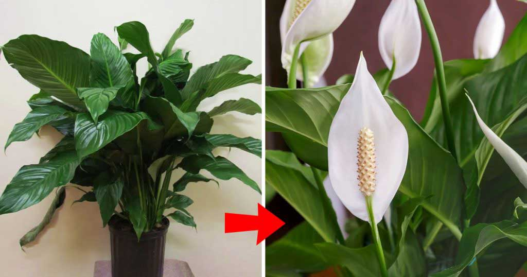 El Spathiphyllum: ¿Cómo hacerlo florecer todo el año?
