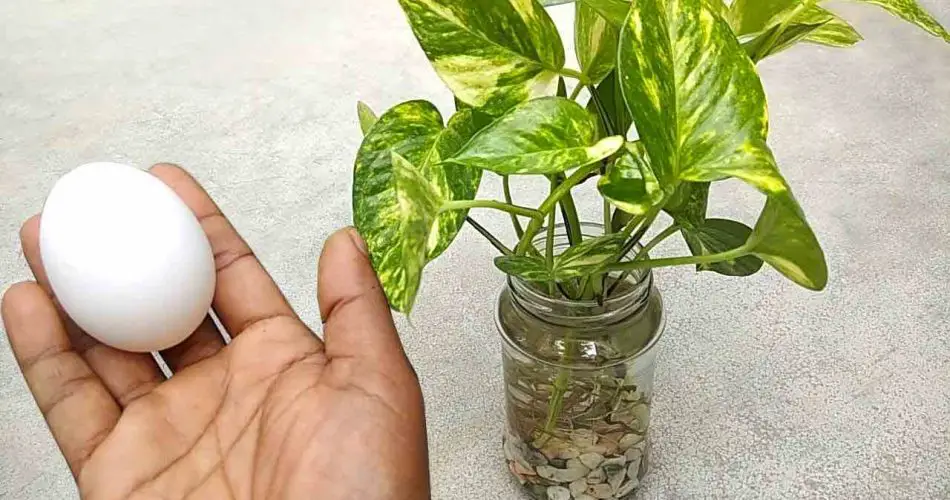 El abono natural más potente para tus plantas: resultados casi inmediatos