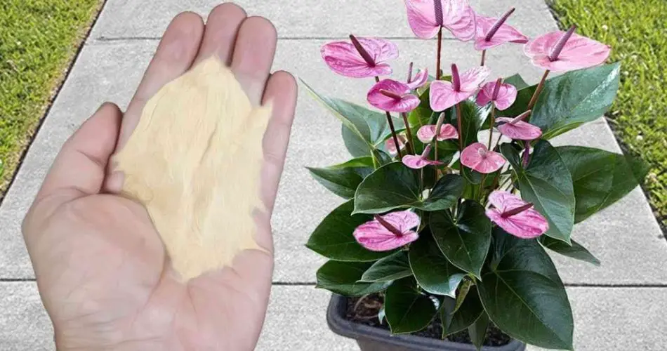 El abono orgánico más recomendado por los viveristas: tendrás raíces verdes, bellas y saludables