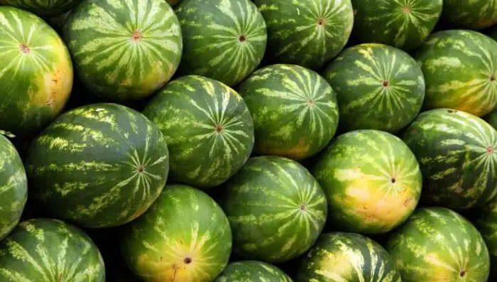 El agricultor le revela cómo elegir la sandía más dulce: solo así podrá encontrarla
