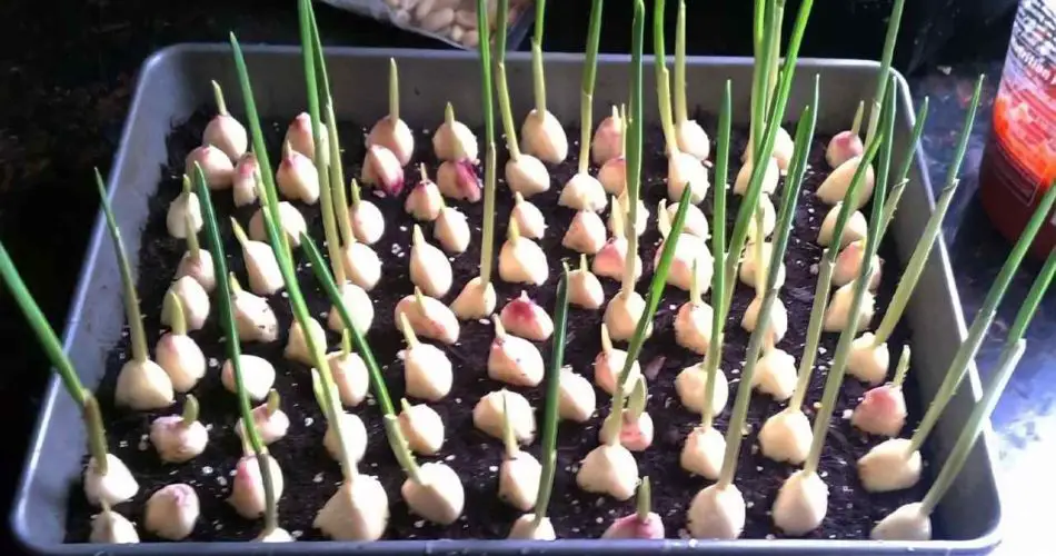 El ajo, con este método se multiplica al infinito: los jardineros lo hacen