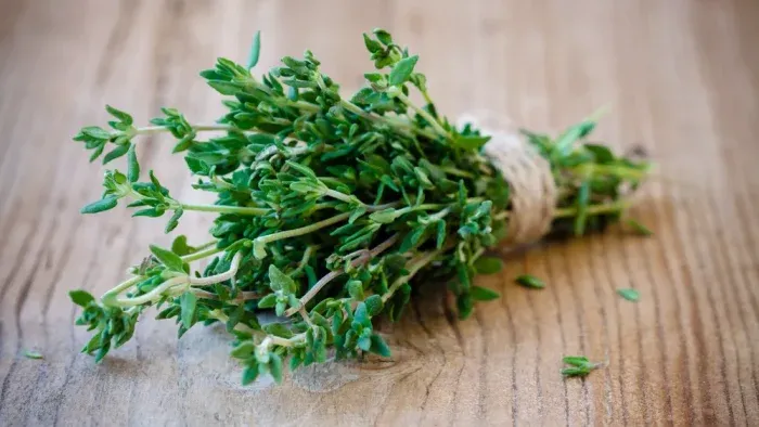 El apio es una planta versátil con muchos beneficios