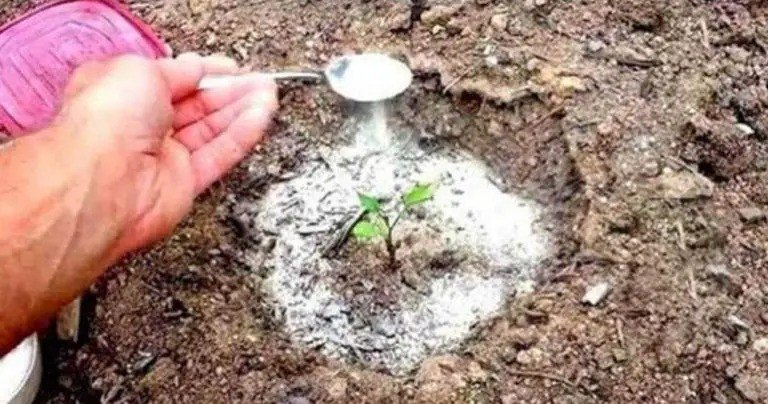 El bicarbonato de sodio: el mejor amigo del jardinero – descubre 17 usos inteligentes para el jardín