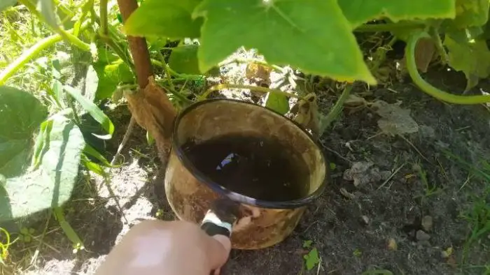 El fertilizante más eficaz para los pepinos.