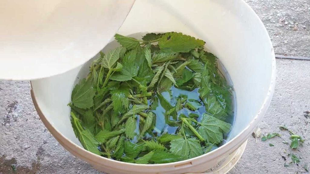 El fertilizante más fuerte y el insecticida más potente de la naturaleza: asegúrate de regarlo