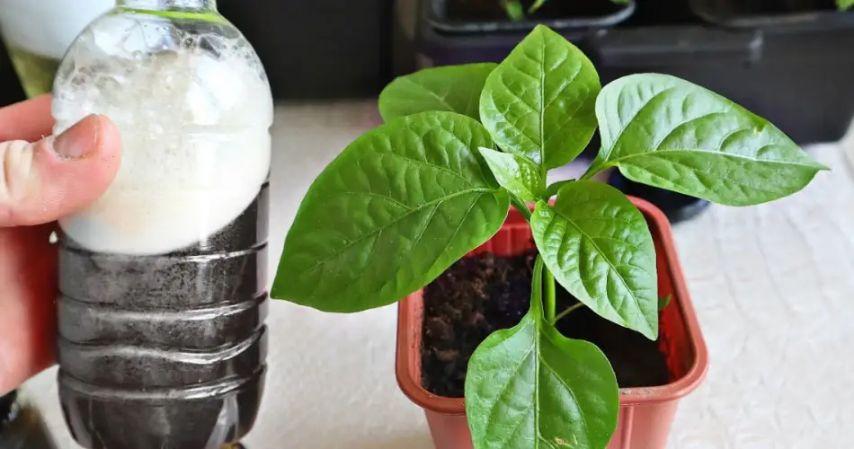 El fertilizante más rico en nutrientes para plantines de tomate y pimiento