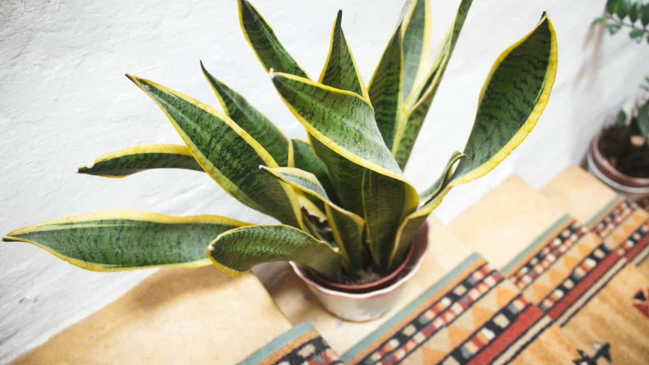El idioma de la suegra, aquí puede colocarla en casa para que luzca hermosa y majestuosa