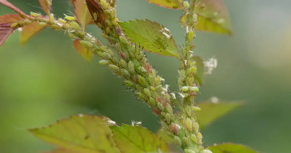 El ingrediente inesperado de cocina que mantiene los pulgones alejados de tus plantas