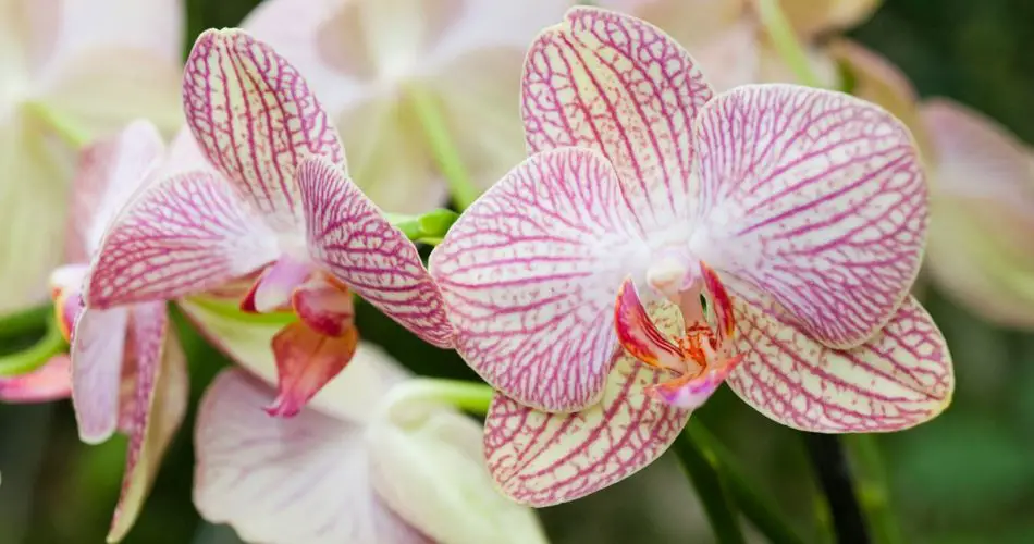 El ingrediente que deberías usar para regar tus orquídeas y que florezcan