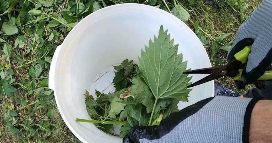 El ingrediente secreto para un jardín saludable: las plantas crecen cinco veces más rápido