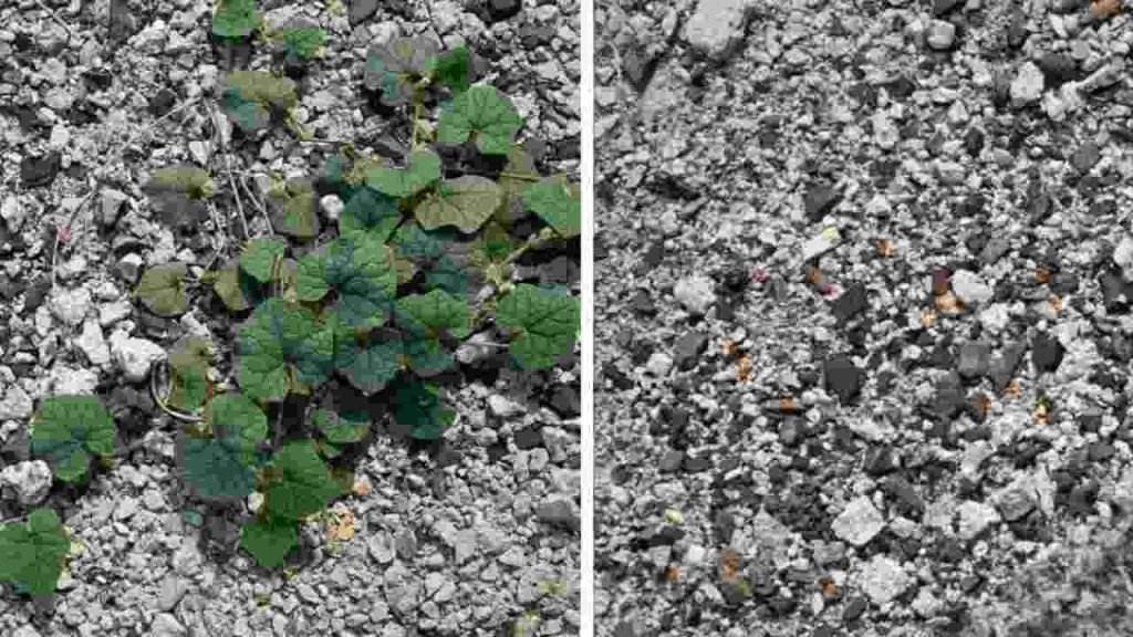 El método facilísimo para eliminar la mala hierba fea que crece en la grava