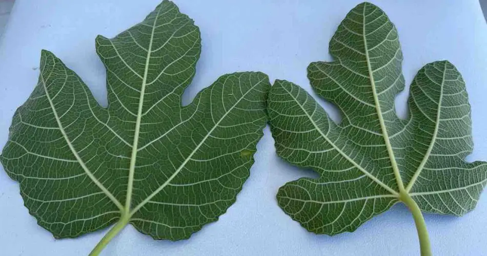 El poder de las hojas de higuera: en estas hojas se esconden múltiples beneficios